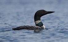 A black-headed bird with white spots swimming in water