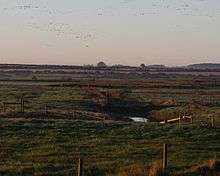 flock of geese rising from fields