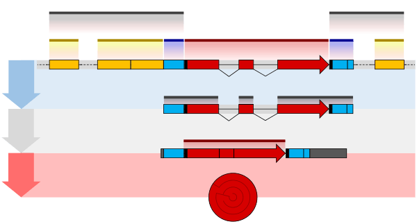 Eukaryote gene structure diagram