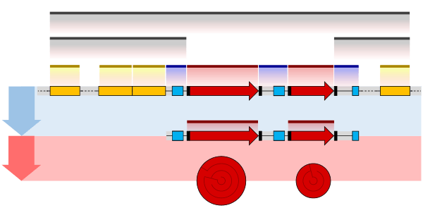 Prokaryote gene structure diagram