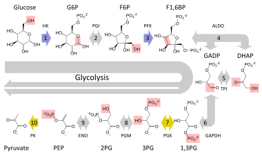 Schematic diagram of the glycolytic metabolic pathway starting with glucose and ending with pyruvate via several intermediate chemicals. Each step in the pathway is catalyzed by a unique enzyme.