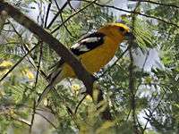 Golden-bellied Grosbeak RWD.jpg