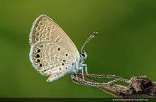 Chilades trochylus, Grass Jewel, www.indianwildlifephotographer.com, indian wildlife photographer