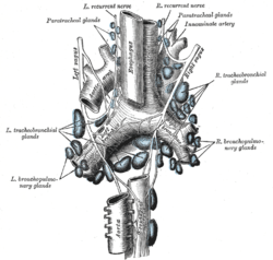 A diagram showing lymph glands and the recurrent laryngeal nerve