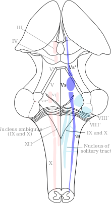 Diagram of the brainstem