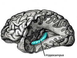 Hippocampus