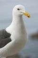 Great Blacked Backed Gull (19244633653).jpg