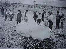 Photo of large shark on shore surrounded by people