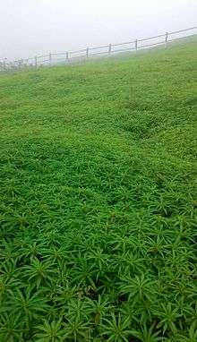 Green Hills around Abhona. Image is taken from another hill.