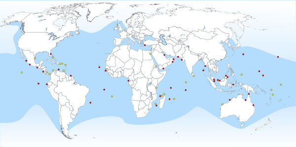 Map showing turtle distribution with concentrations at entrance to Persian Gulf, East African coast, East and West South African coasts, Northern Australia, and Indonesia, with lesser concentrations in Caribbean, Western African coast, Red Sea, India, and Oceania.