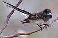 Grey fantail.jpg