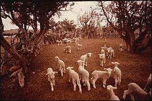 Herd of sheep in rough corral on Navajo reservation