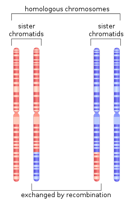 Depiction of chromosome 1 after undergoing homologous recombination in meiosis