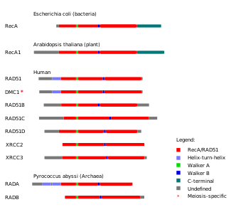 Graphic showing proteins from each domain of life. Each protein is shown horizontally, with homologous domains on each protein indicated by color.