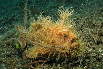 Hairy Frogfish.jpg