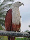 Brahminy kite