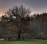 Hdr-treebench.jpg