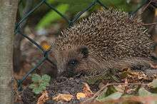 A hedgehog at night