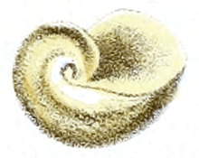 Helicarion mastersi shell 2.png