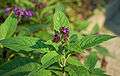 Heliotropium arborescens 'Mini Marine' Heliotrope Cluster 3000px.jpg