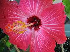 Hibiscus Painted Lady.jpg