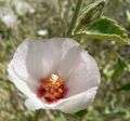 Hibiscus denudatus flower 2.jpg