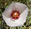 Hibiscus denudatus flower 3.jpg