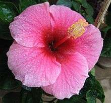 Hibiscus pink.jpg