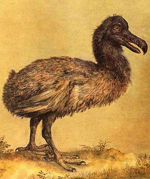 Painting of a slender, brownish dodo