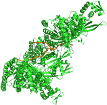 Crystal structure of RecA bound to DNA.