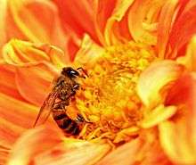 Bee on an orange flower