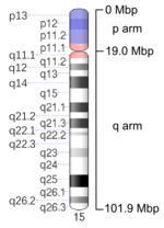 Map of Chromosome 15