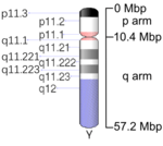 Map of Y chromosome