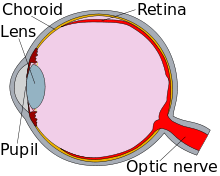 Diagram of an eye, in cross-section.