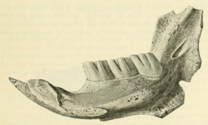 Jawbone with three molars