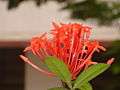 IXORA IN PARTIAL BLOOM.JPG