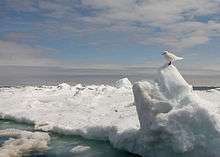 A pure white ivory gull looks left over an icy sea.