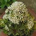 Ixora coccinea White.JPG