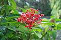 Ixora coccinea red.JPG