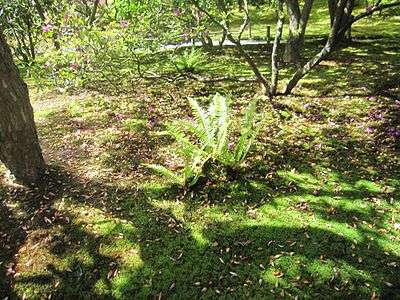 Japanese Garden shadow.jpg