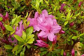 Japanese Gardens Flowers 1.jpg