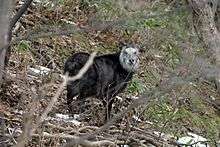 A photograph of a dark grey goat-antelope in a forest.  It stands through trees in the centre distance, body facing left, face towards the camera.