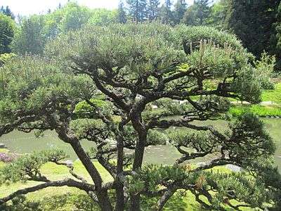 Japanese garden bonsai tree.jpg