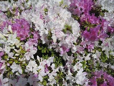 Japanese garden flowers.jpg