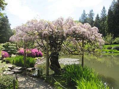 Japanese garden interesting tree.jpg