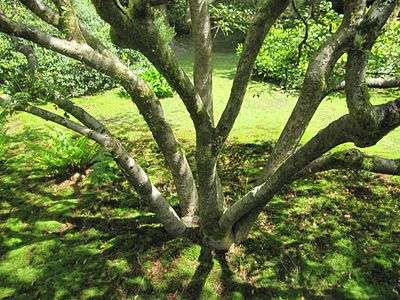 Japanese garden tree branches.jpg