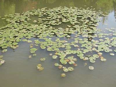 Japanese garden water 5.jpg