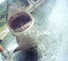 A mechanical shark jumps toward the camera, splashing water.