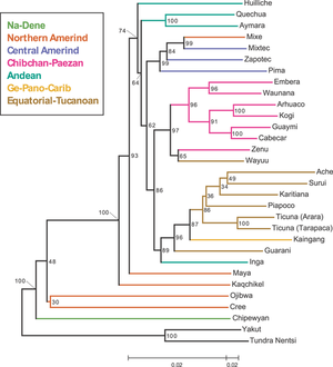 A  language map with  color. Branch lengths are scaled according to genetic distance, but for ease of visualization, a different scale is used on the left and right sides of the middle tick mark at the bottom of the figure. The tree was rooted along the branch connecting the Siberian populations and the Native American populations, and for convenience, the forced bootstrap score of 100% for this rooting is indicated twice. In the neighbor-joining tree, a reasonably well-supported cluster (86%) includes all non-Andean South American populations, together with the Andean-speaking Inga population from southern Colombia. Within this South American cluster, strong support exists for separate clustering of Chibchan–Paezan (97%) and Equatorial–Tucanoan (96%) speakers (except for the inclusion of the Equatorial–Tucanoan Wayuu population with its Chibchan–Paezan geographic neighbors, and the inclusion of Kaingang, the single Ge–Pano–Carib population, with its Equatorial–Tucanoan geographic neighbors). Within the Chibchan–Paezan and Equatorial–Tucanoan subclusters several subgroups have strong support, including Embera and Waunana (96%), Arhuaco and Kogi (100%), Cabecar and Guaymi (100%), and the two Ticuna groups (100%). When the tree-based clustering is repeated with alternate genetic distance measures, despite the high Mantel correlation coefficients between distance matrices (0.98, 0.98, and 0.99 for comparisons of the Nei and Reynolds matrices, the Nei and chord matrices, and the Reynolds and chord matrices, respectively), higher-level groupings tend to differ slightly or to have reduced bootstrap support.