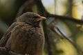 Jungle Babbler (Sanjay Gandhi Biological Park).jpg